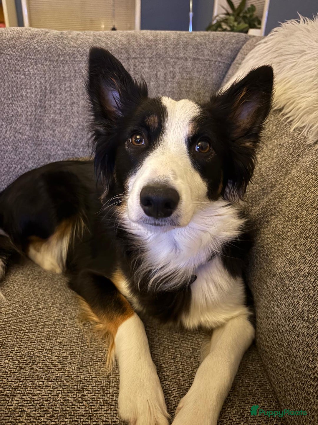 Kruising honden te koop: Whippet Pups X Border Collie  – gezinsvriendelijk! - Advertentie 6