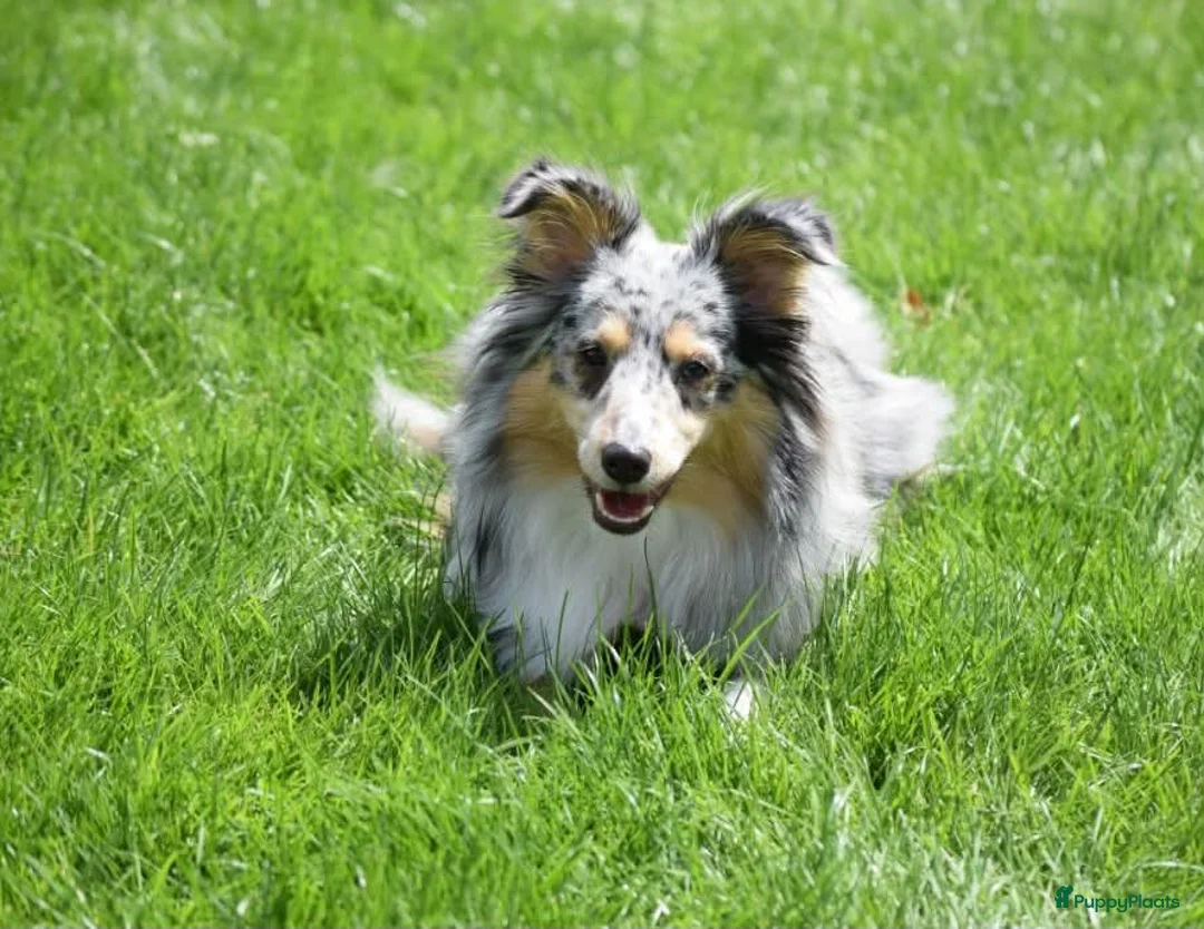 Kruising honden te koop: Eerste familiale nestje Poshie pups - Advertentie 13