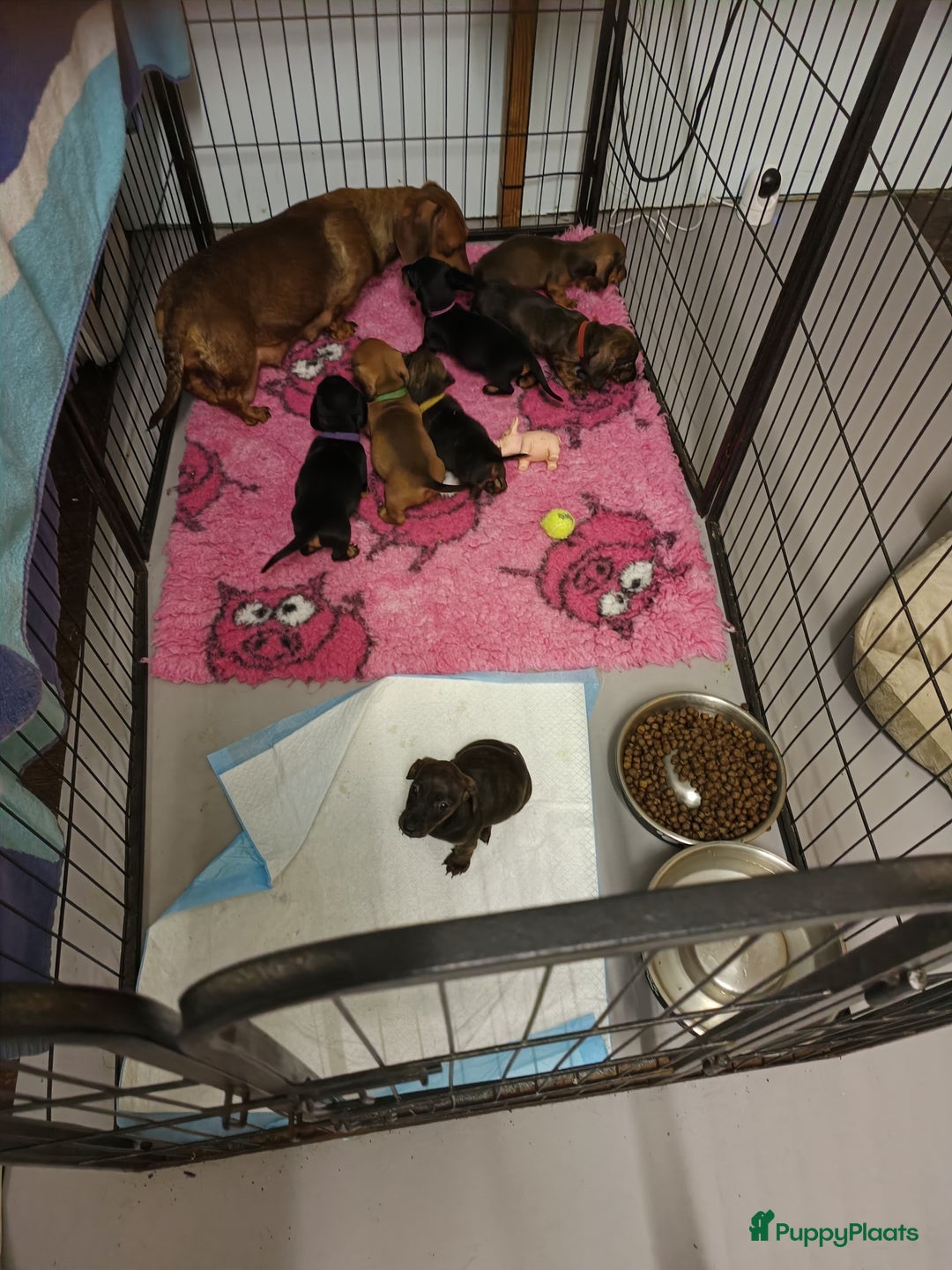 Teckel (korthaar)  honden te koop: Rasechte dwergteckels korthaar  - Afbeelding 2