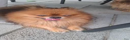 Kruising honden te koop: Nog 1 mooi meisjes beschikbaar - Advertentie 10