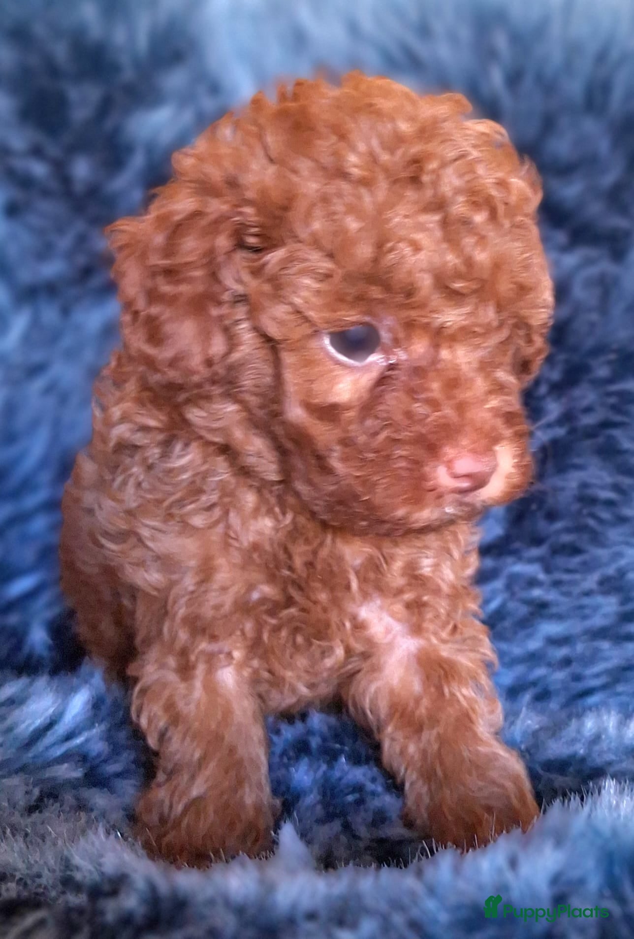 Poedel Toy honden Miniatuur Red/Apricot Toypoedel Beertje - Advertentie 2