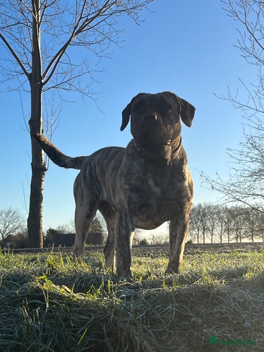 Galerij afbeelding {{count}}