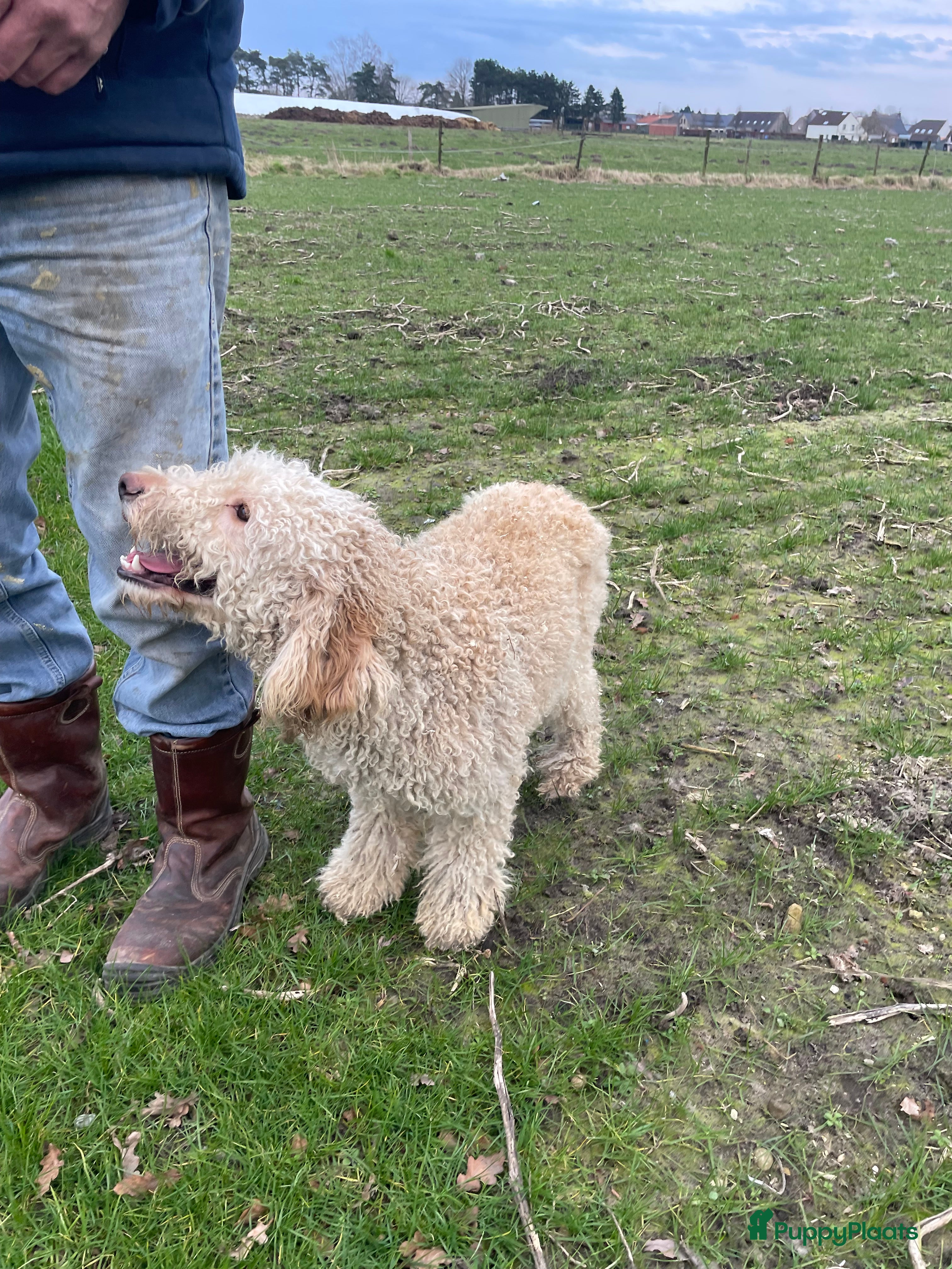 Kruising honden Goldendoodle pups - Advertentie 4
