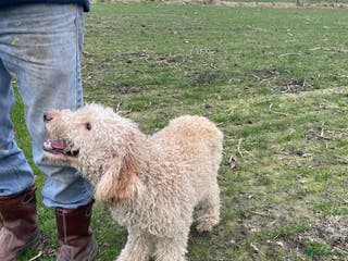 Kruising honden Goldendoodle pups - Advertentie 10