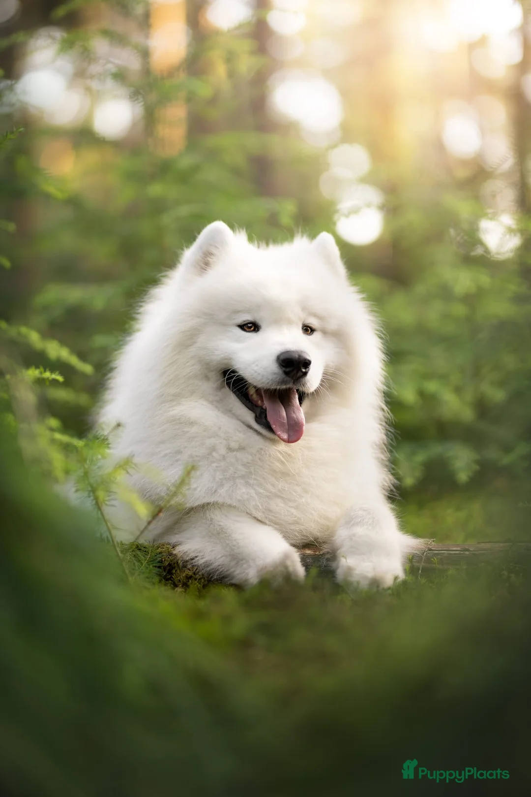 Samojeed honden te koop: Wij verwelkomen rond 8 februari een nestje  - Advertentie 4