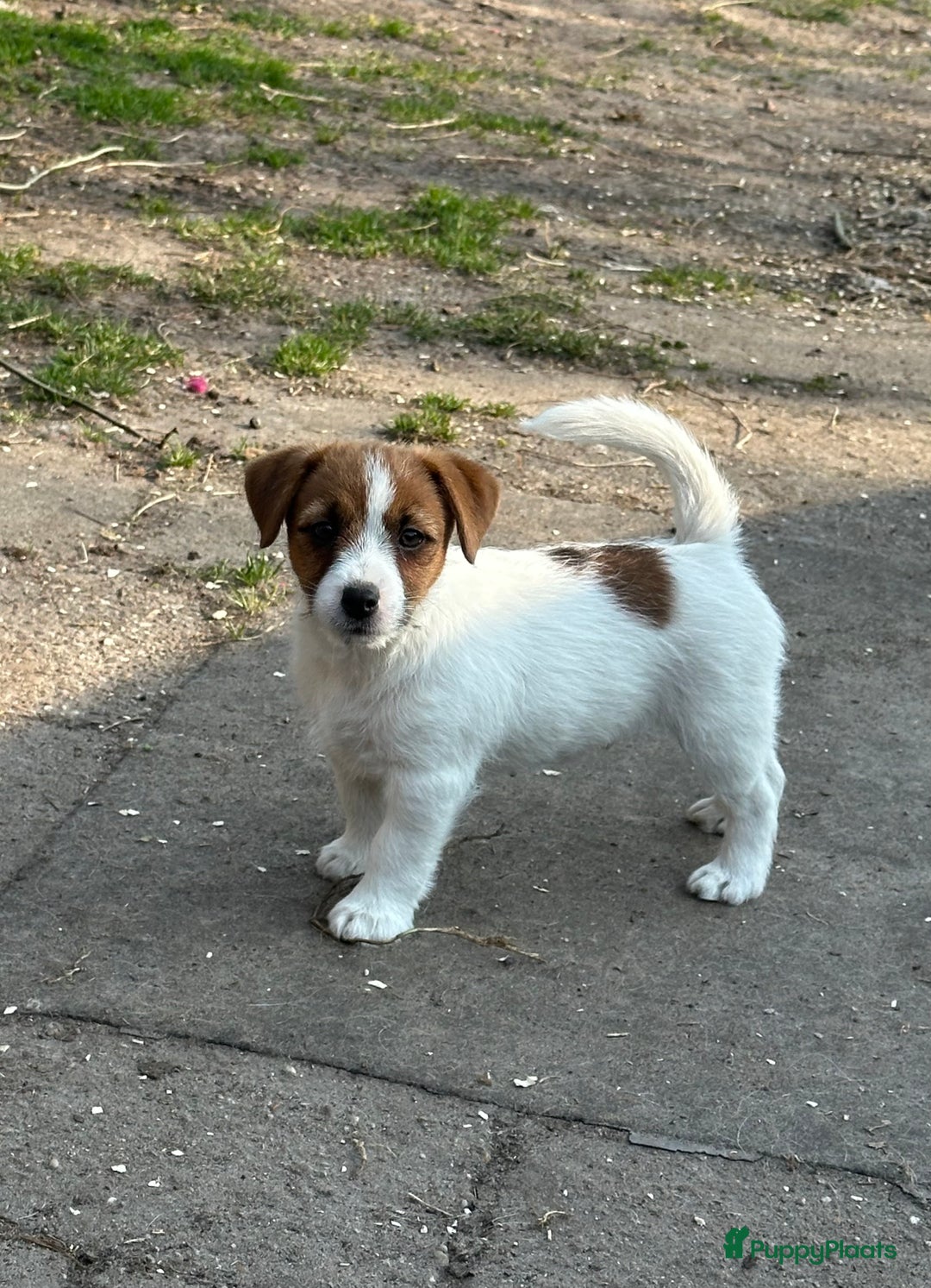 Jack Russel Terriër honden te koop: Mooi reutje van 7 maand  - Afbeelding 5