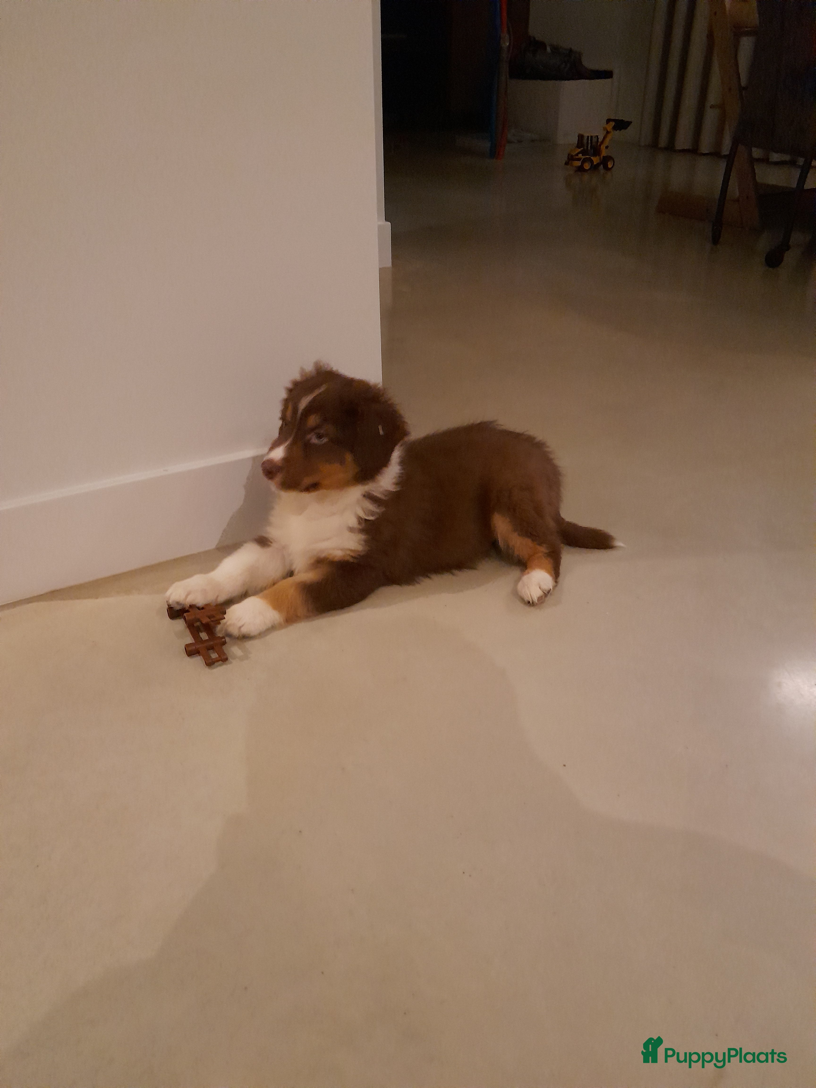 Australian Shepherd honden Lieve raszuivere Australian shepherd  pups - Advertentie 14