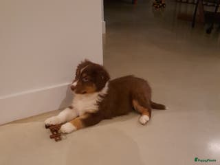 Australian Shepherd honden Lieve raszuivere Australian shepherd pups - Advertentie 14