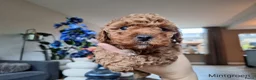Poedel Toy honden te koop: Prachtige raszuivere toypoedels, mogen 22 mei weg! - Advertentie 2