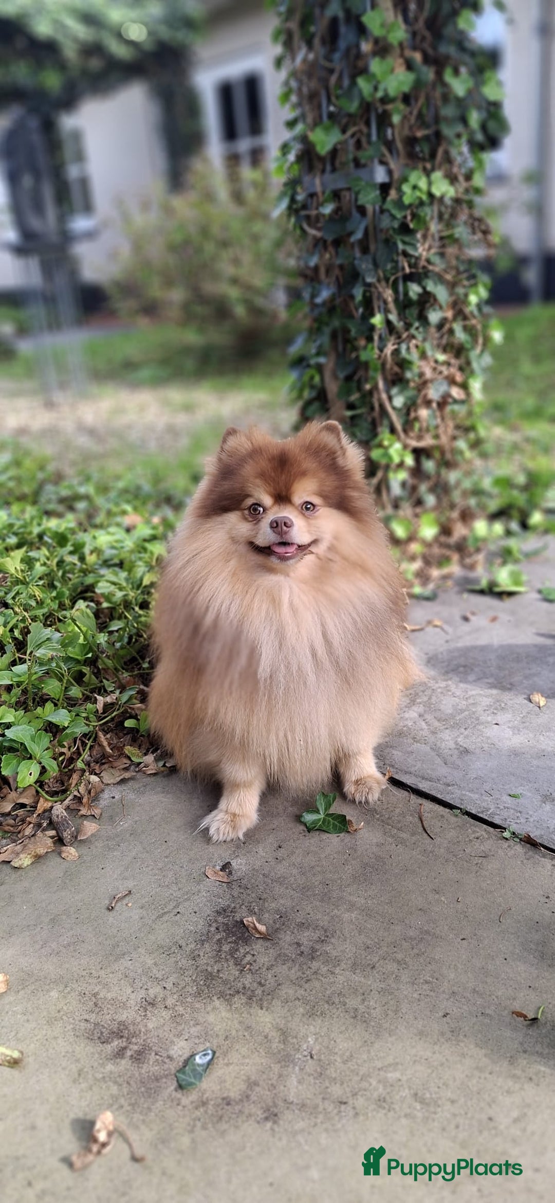 Pomchi honden te koop: Prachtige luxe pommeriaan pups - Advertentie 2