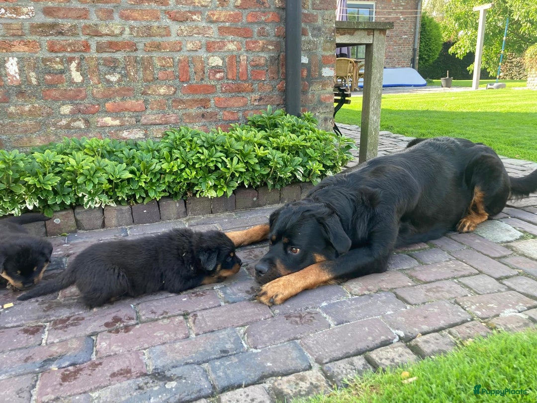 Rottweiler honden te koop: Mooie Rottweiler pups - Afbeelding 10