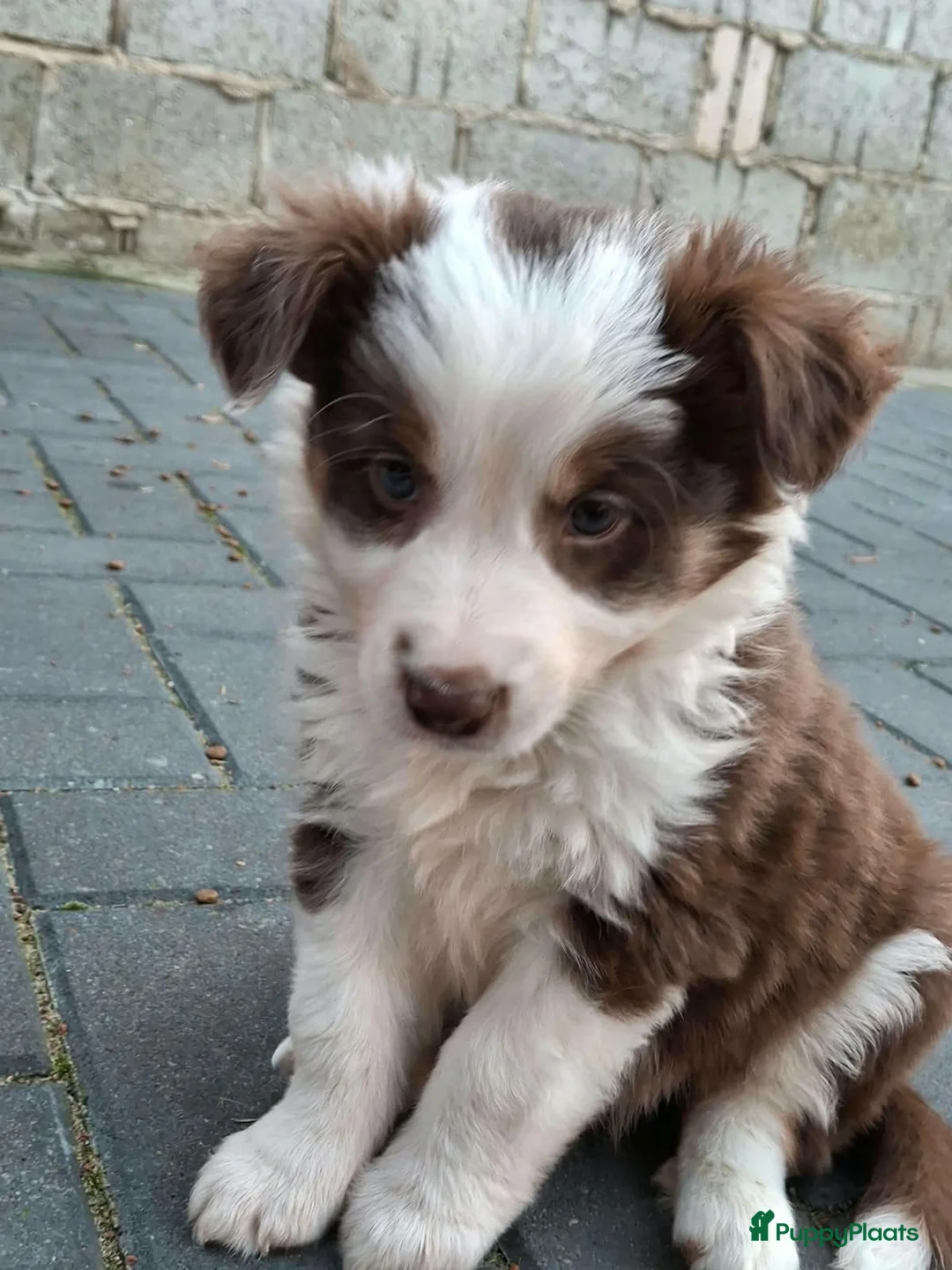 Border Collie honden te koop: Border collie pups - Advertentie 1