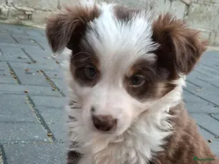 Border Collie honden Border collie pups - Advertentie 12