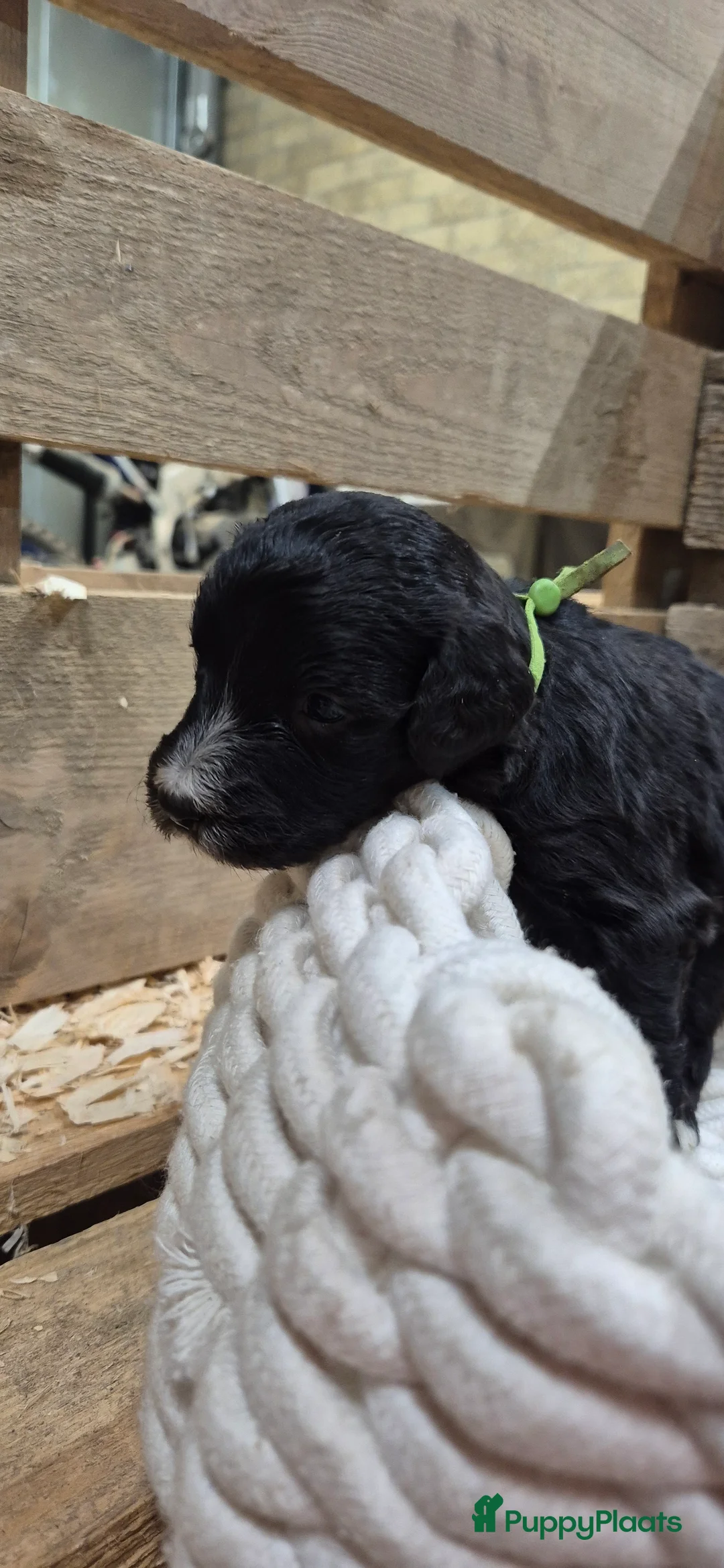 Kruising honden te koop: Bordoodle pups (F1) - nog 5 beschikbaar - Advertentie 26