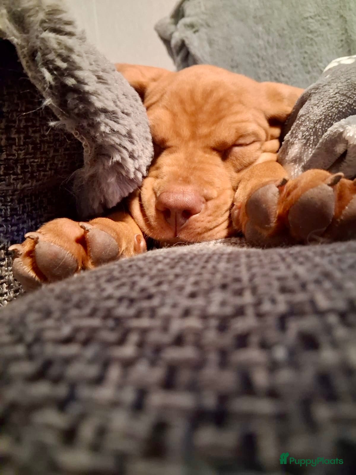 Vizsla korthaar honden Kortharige Hongaarse Vizsla-pups - Advertentie 1