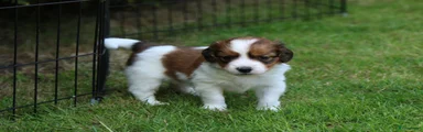 Kooikerhondje Puppy 4