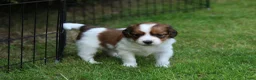Kooikerhondje honden te koop: Raszuivere Kooikerpup reu. - Advertentie 39
