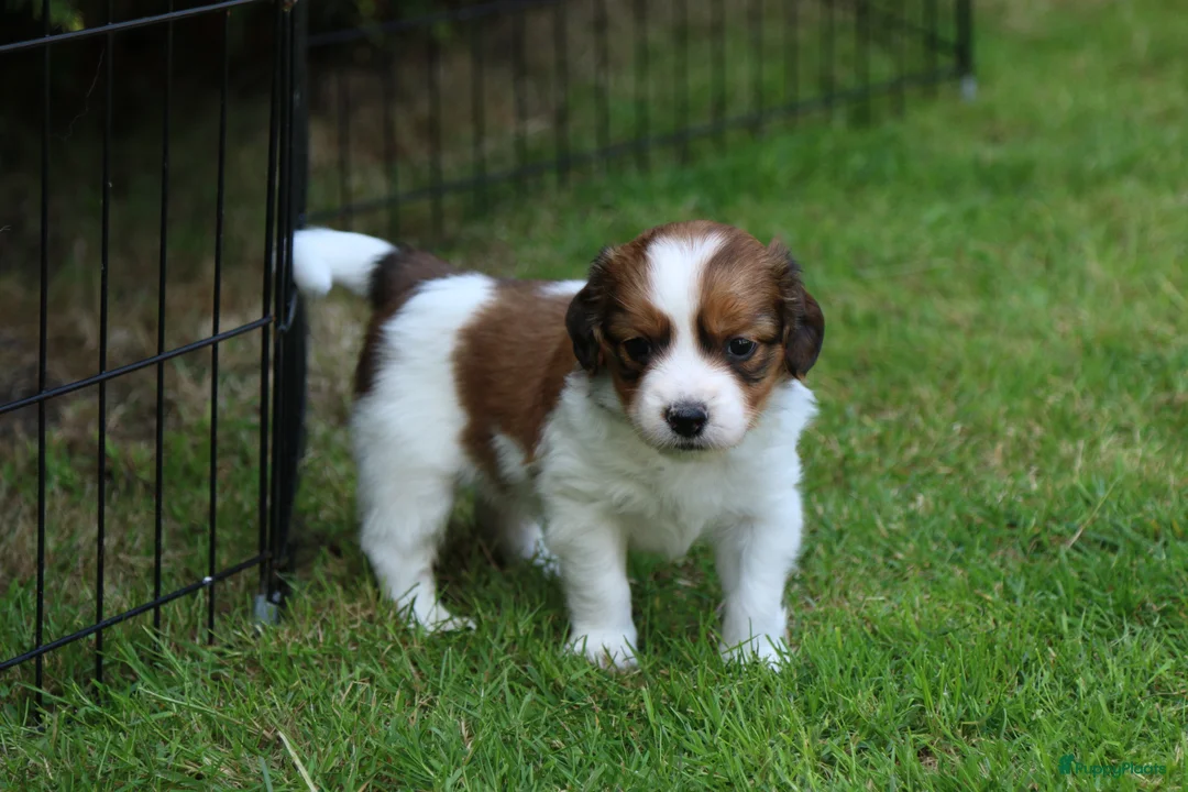 Kooikerhondje honden te koop: Raszuivere Kooikerpup reu. - Advertentie 39