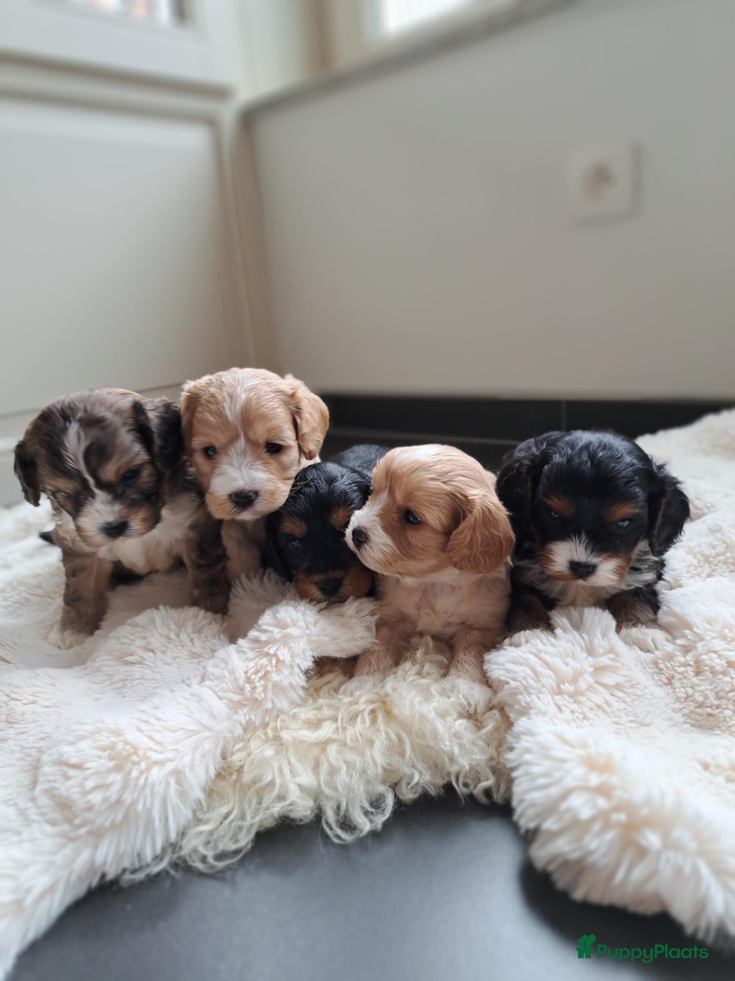 Cavapoo honden Mooie Cavapoo pupjes 🥰 - Advertentie 4