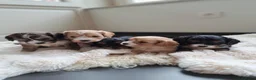 Cavapoo honden te koop: Mooie Cavapoo pupjes 🥰 in Bergeijk - Advertentie 1