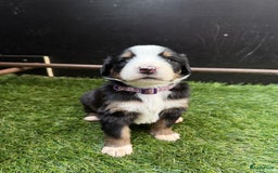Berner Sennenhond honden te koop: Berner Sennen x Appenzeller pups te koop - Afbeelding 9
