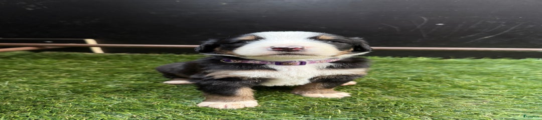 Pino