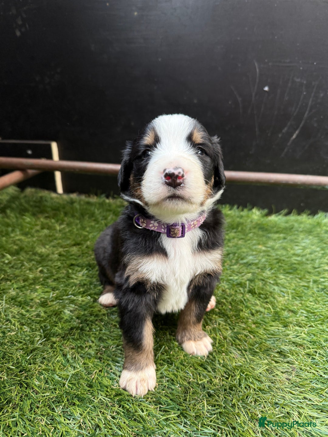 Berner Sennenhond honden te koop: Berner Sennen x Appenzeller pups te koop - Afbeelding 9
