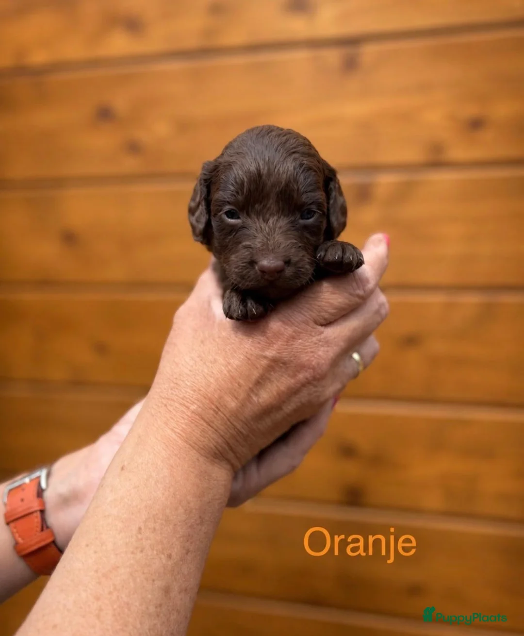 Labradoodle honden te koop: Labradoodle pups  - Advertentie 2
