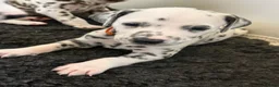 Dalmatiër honden te koop: Dalmatiër Pups van erkende fokker! - Advertentie 10