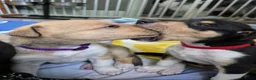 Schotse Herdershond korthaar honden te koop: Schotse herdershond korthaar pups - Advertentie 23