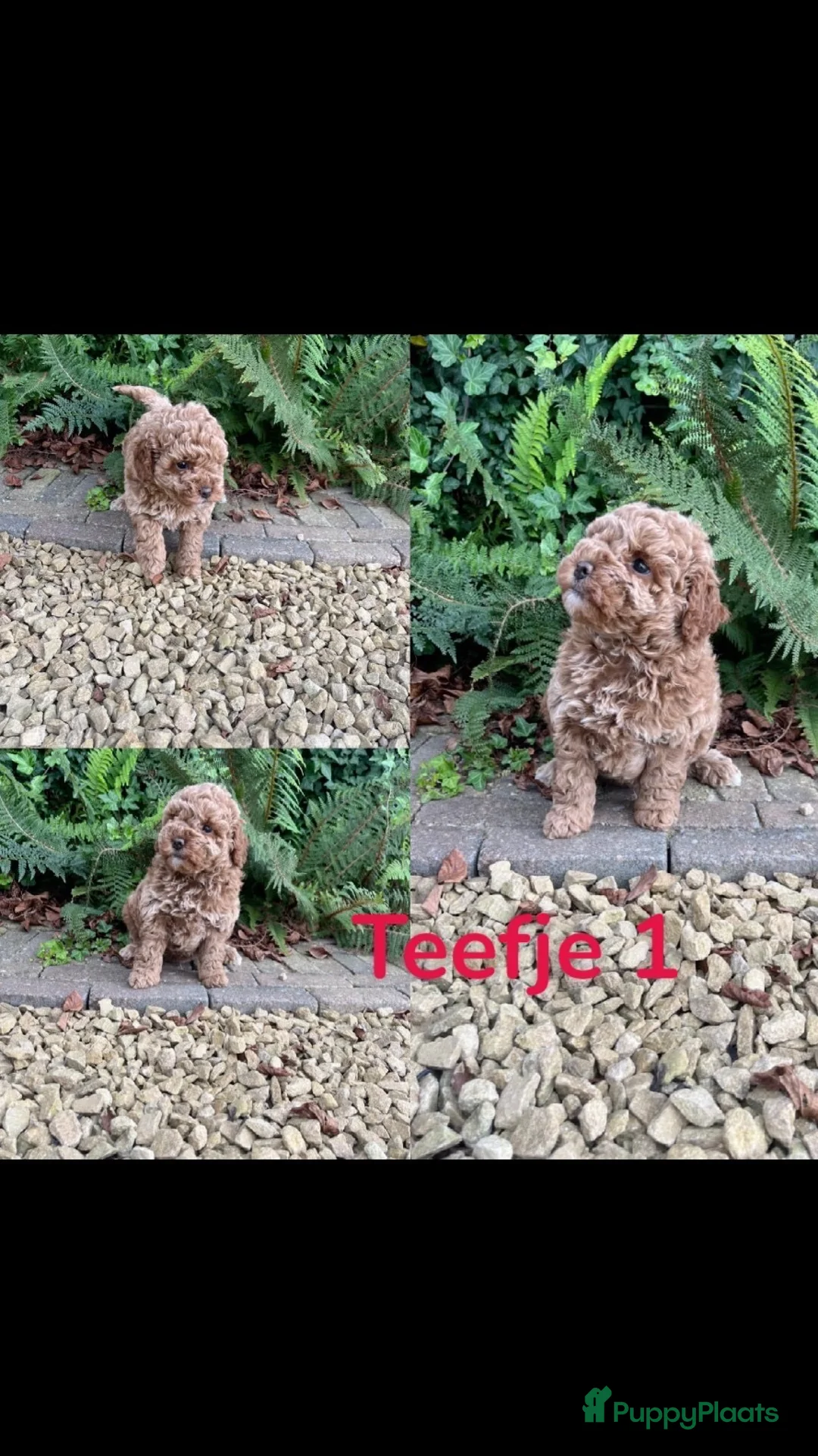 Australian Labradoodle honden te koop: 3 prachtige Australian labradoodles  - Advertentie 2
