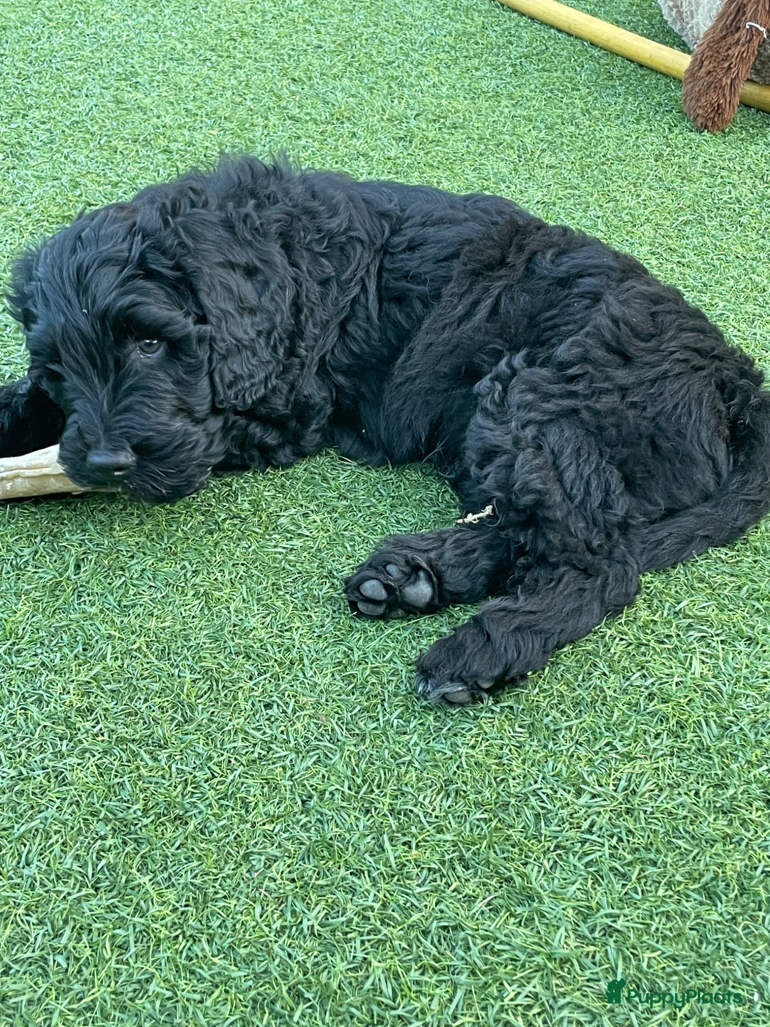 Labradoodle honden  Prachtige multigen Labradoodle medium pups - Advertentie 2