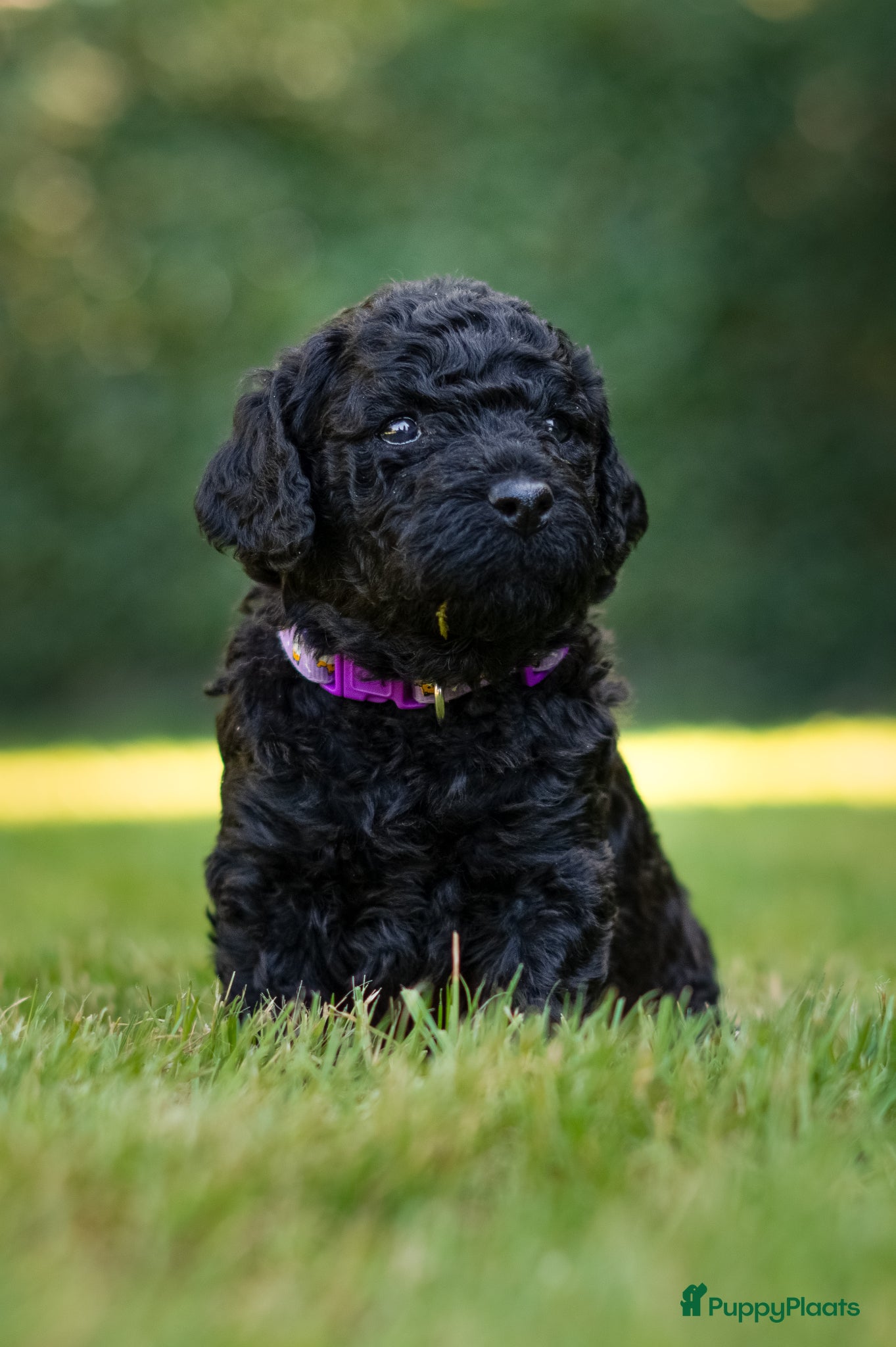 Puppy 10