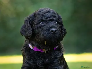 Labradoodle honden Prachtige Labradoodle pups - Advertentie 6