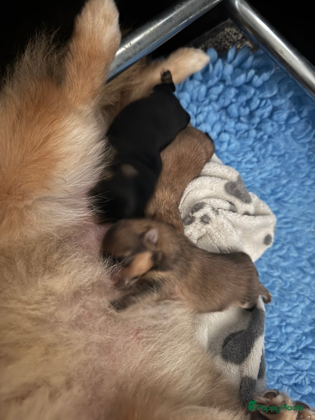 Pomeriaan honden te koop: Verwacht augustus ! - Afbeelding 7