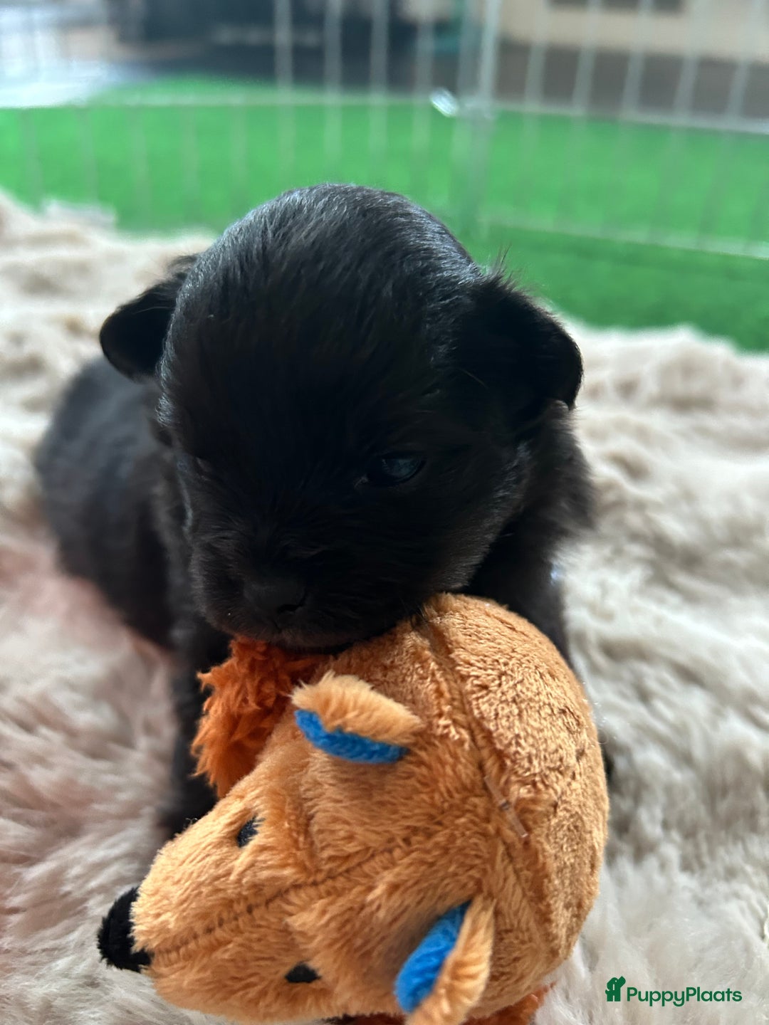 Pomchi honden te koop: Pomchi reutje - Advertentie 28