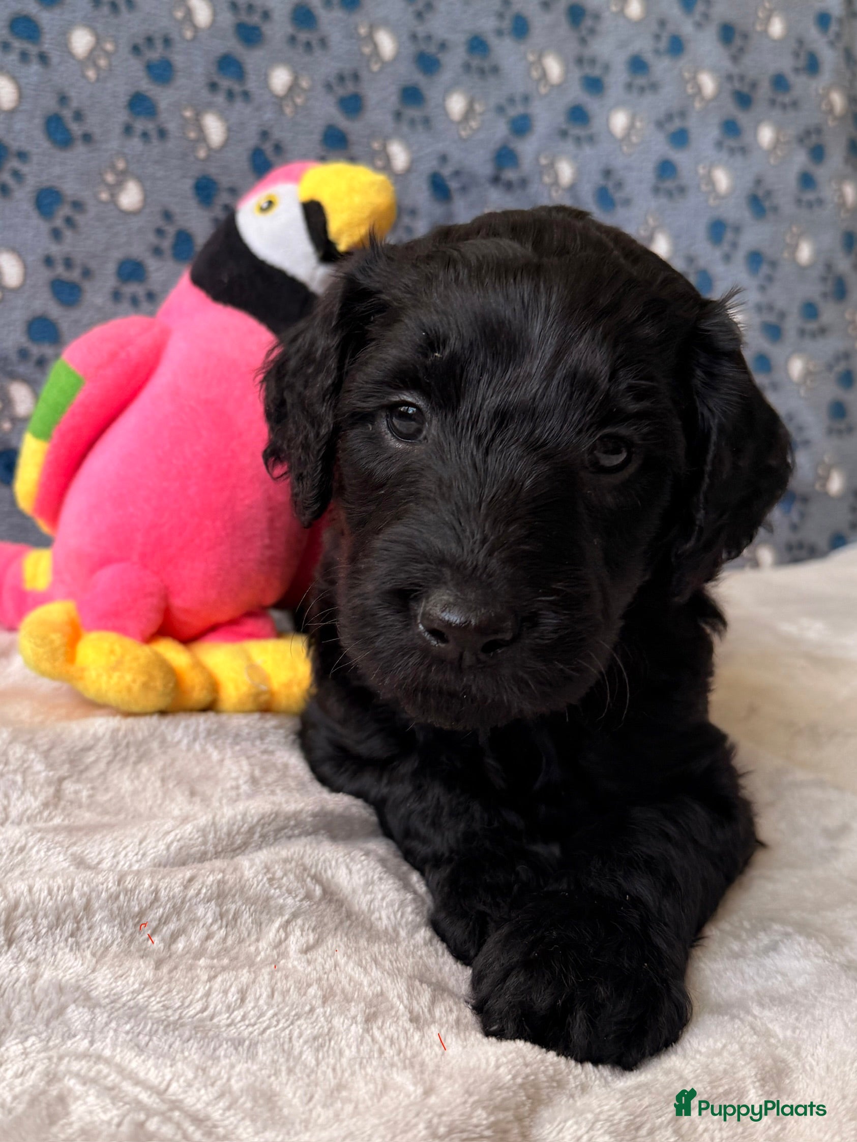 Kruising honden Goldendoodle/labradoodle is een double Doodle  - Advertentie 3