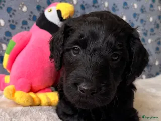 Kruising honden Goldendoodle/labradoodle is een double Doodle - Advertentie 3