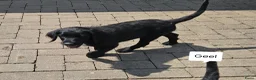 Labradoodle honden te koop: Laatste 2 labradoodles zoeken een eigen huisje - Advertentie 23
