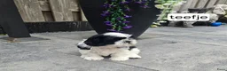 Shih Tzu honden te koop: Te koop raszuivere shih-tzu pup met fci stamboom  - Advertentie 4