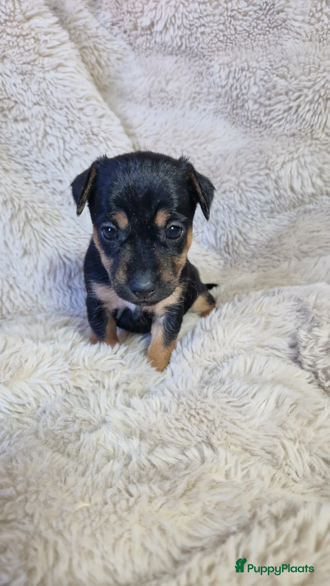 Jack Russel Terriër honden te koop: Super mooie jack russel pups - Advertentie 2