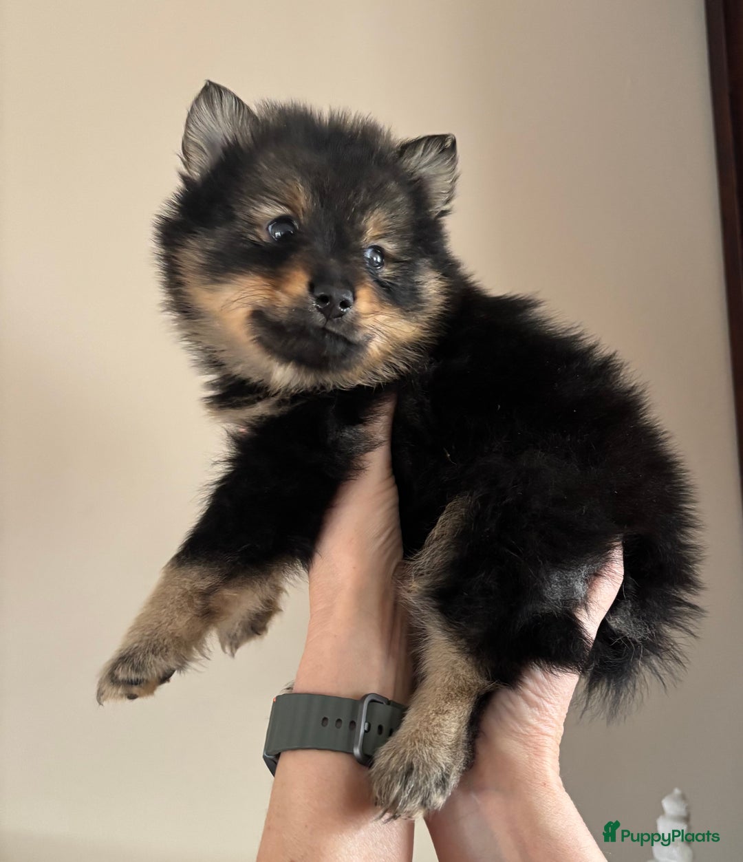 Keeshond honden te koop: 3 prachtige keeshondjes zoeken supergoed huis - Advertentie 5