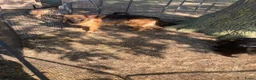 Duitse Herder honden te koop: Langharige Duitse herder puppy’s met rechter rug.  - Advertentie 6