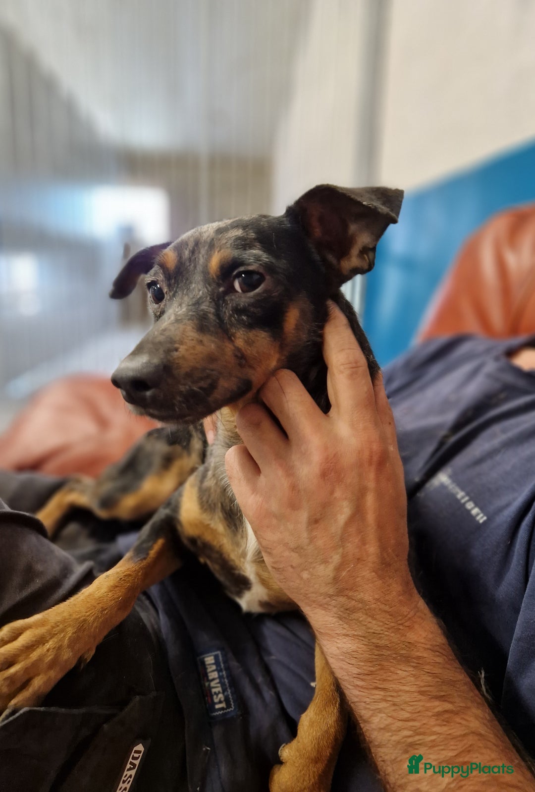 Dwergpinscher honden te koop: Dwergpinchers puppy's  - Advertentie 2