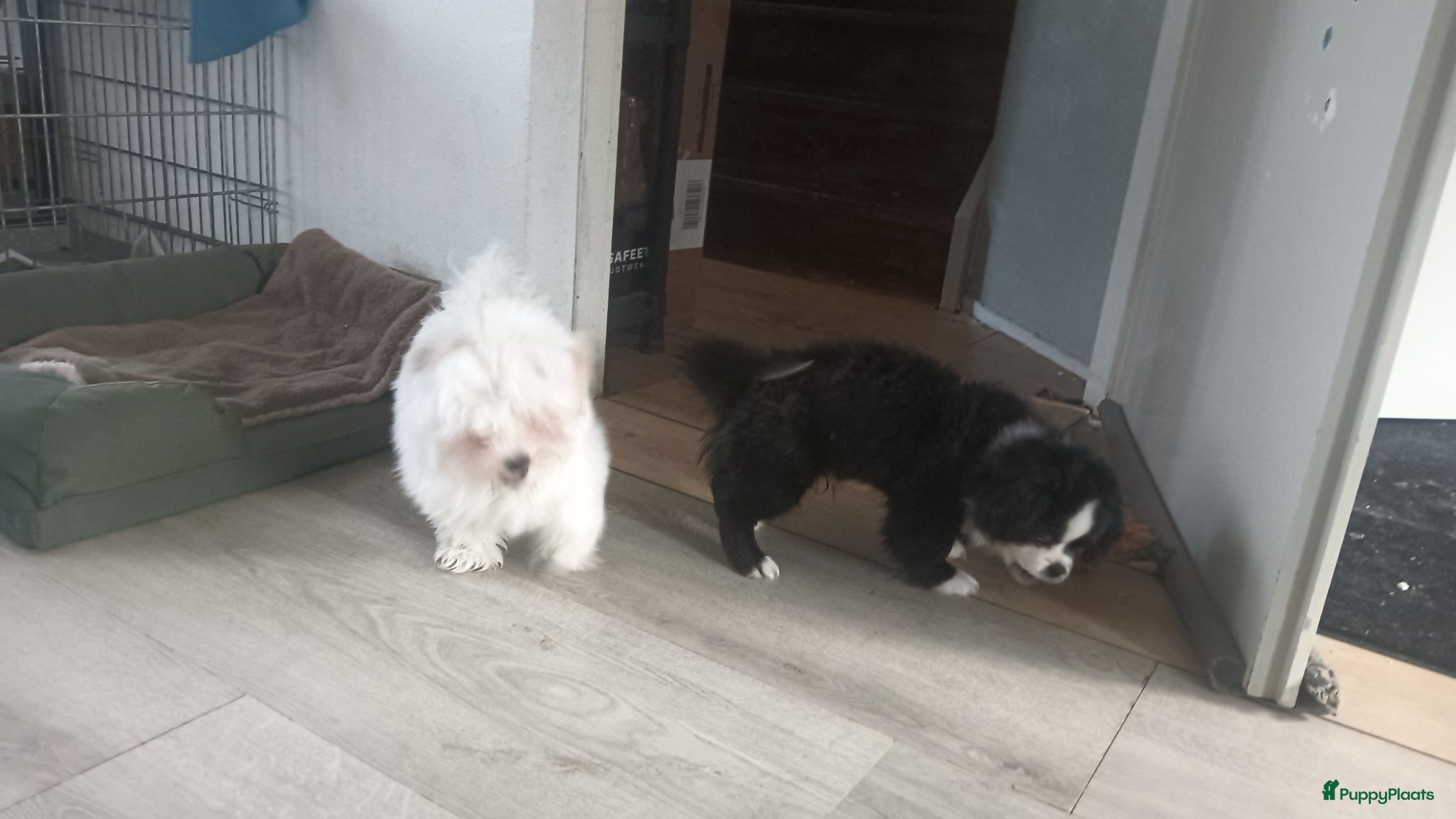 Kruising honden Leuke kleine pup - Advertentie 1