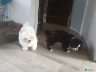 Kruising honden Leuke kleine pup - Advertentie 1