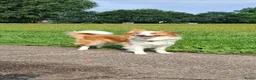 Border Collie honden te koop: Verwacht; prachtige ee-red border collie pups - Advertentie 2