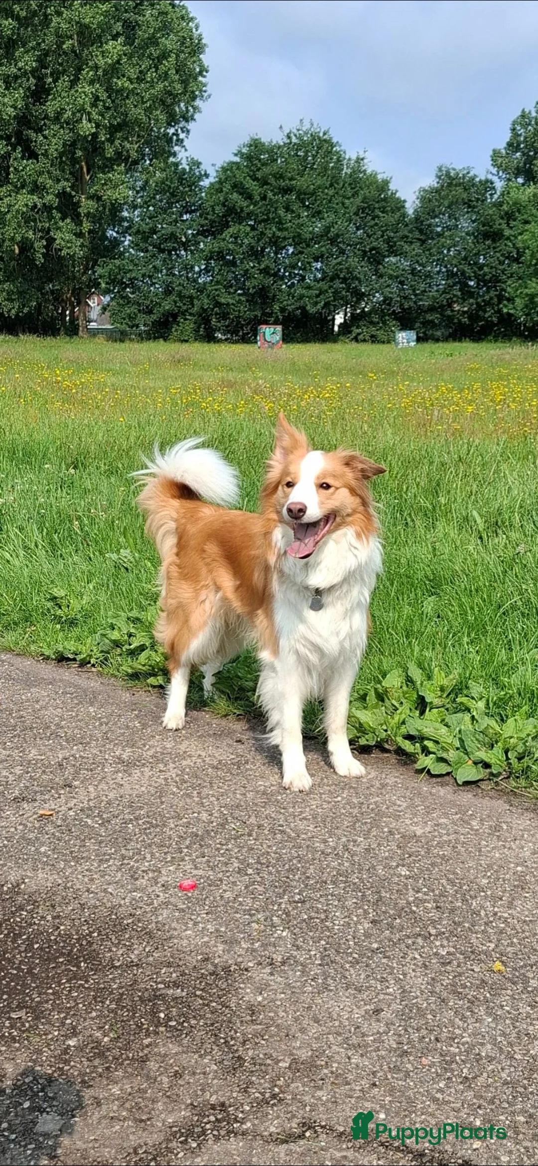 Border Collie honden te koop: Verwacht; prachtige ee-red border collie pups - Advertentie 2