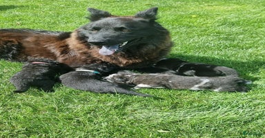 Kruising honden - Advertentie 2