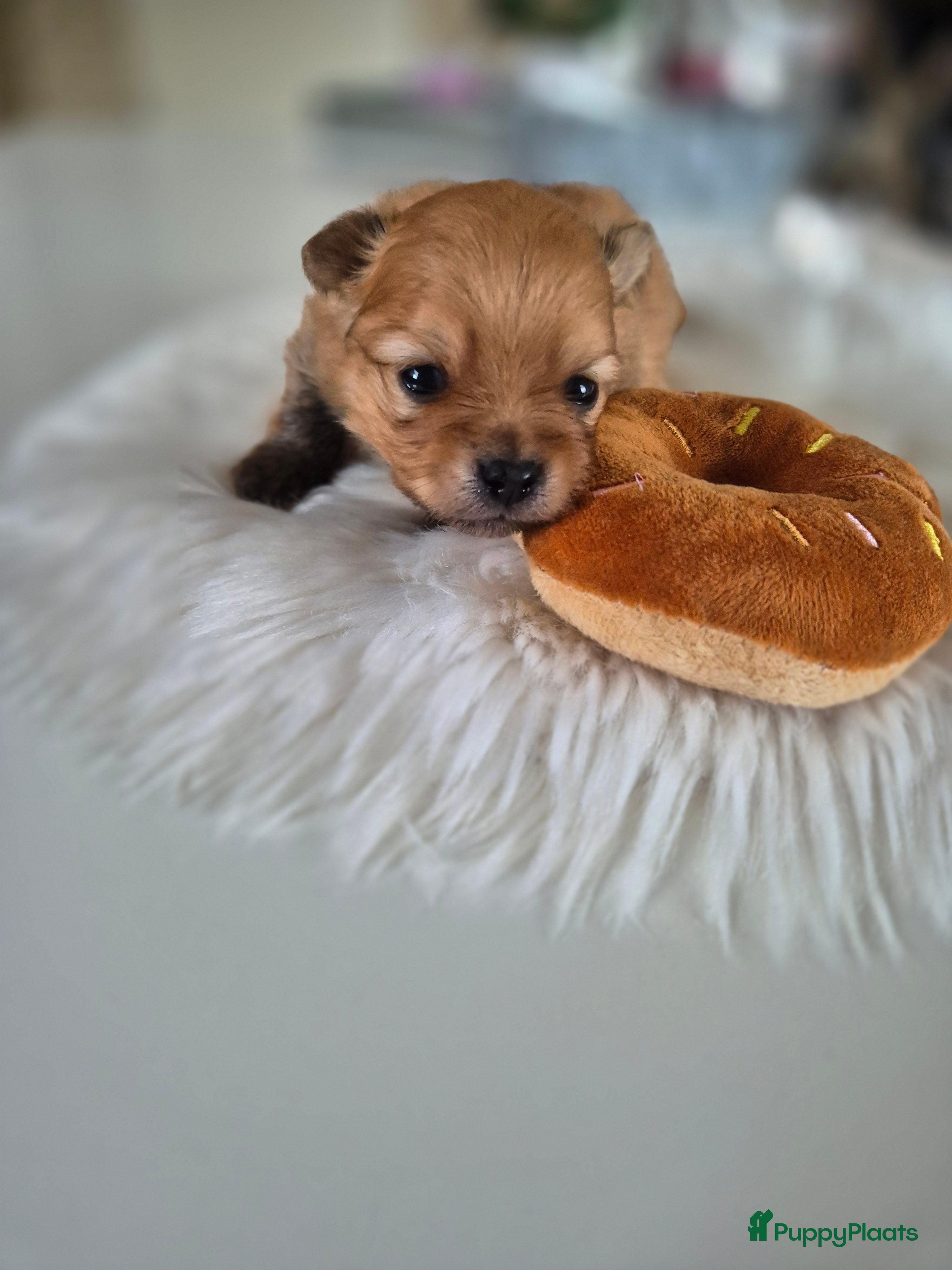 Pomeriaan honden nog 1 heel schattige teef🥰 - Advertentie 2